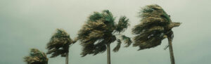 Palm trees blowing in a storm