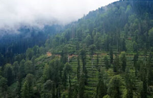 Foggy mountain view