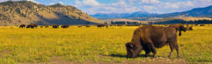 A bison in a field eating.