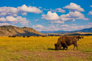 A bison eating grass with the mountains in the background.